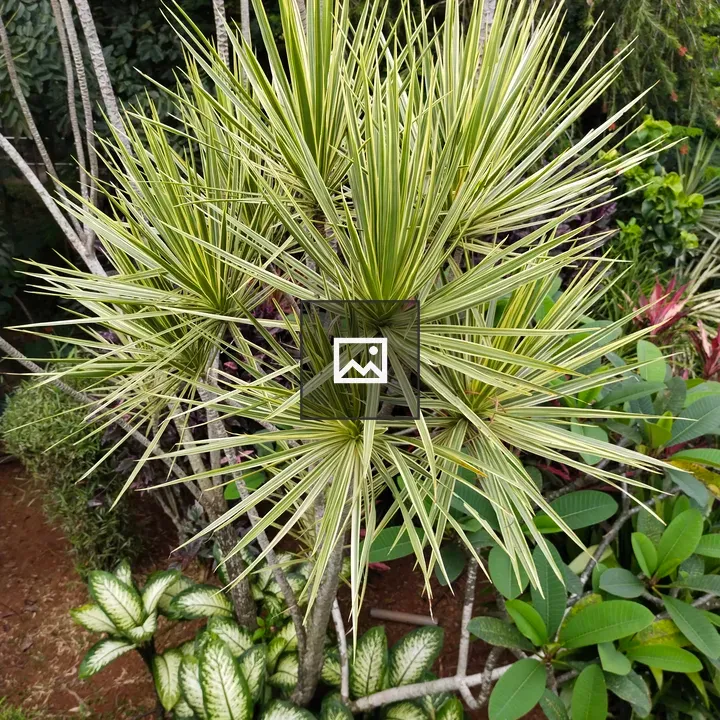 Yellowish plants in a garden