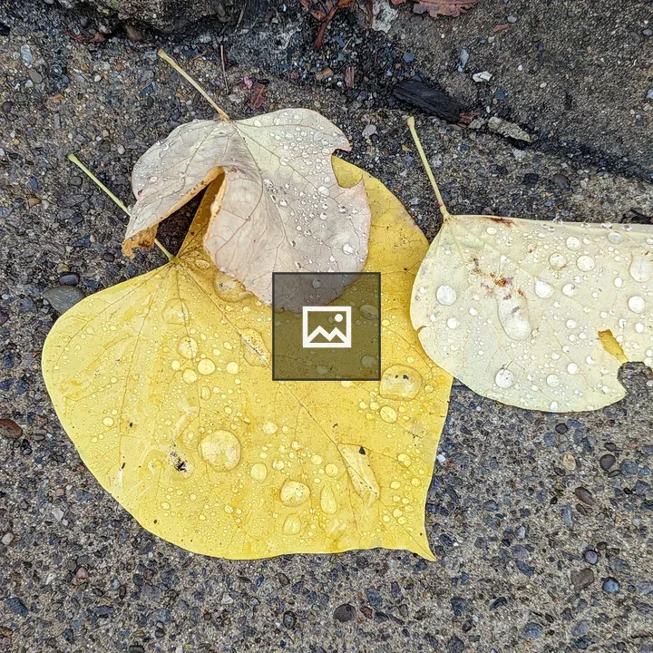 Yellow and white leaves on wet concrete