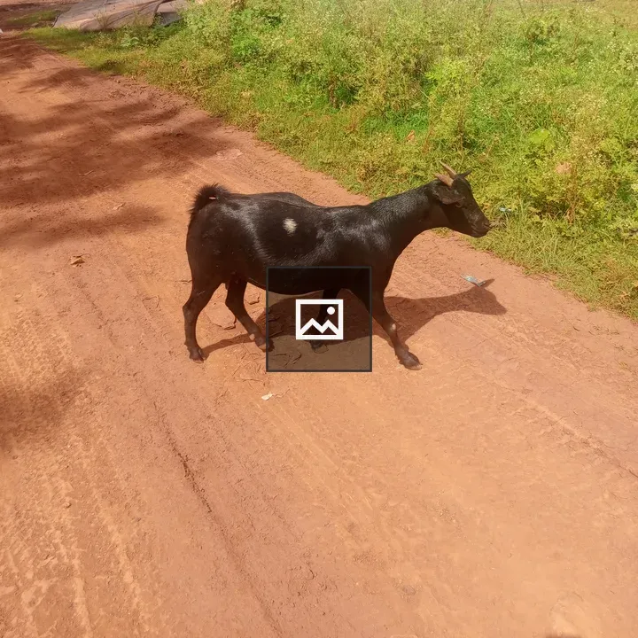 Black goat with white patch walking