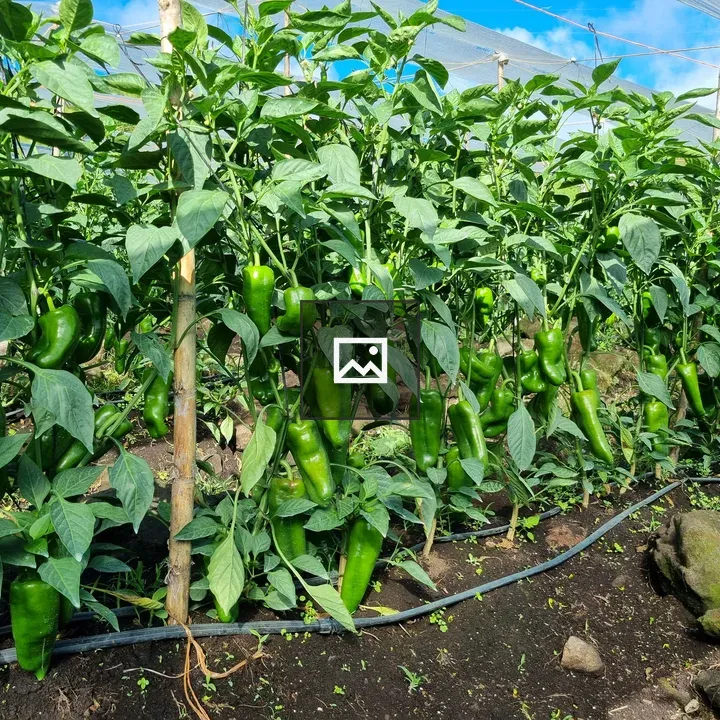 Green pepper farm rows
