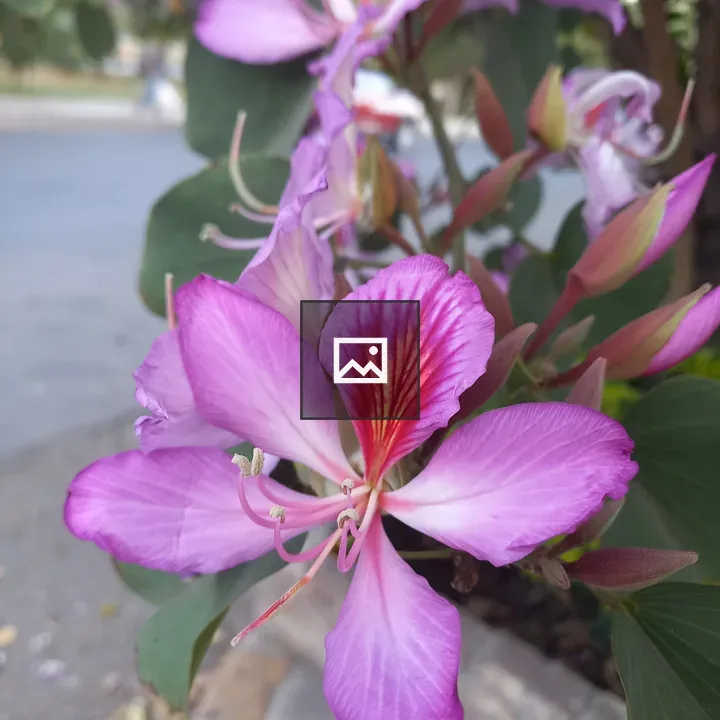 Orchid tree flower Bauhinia