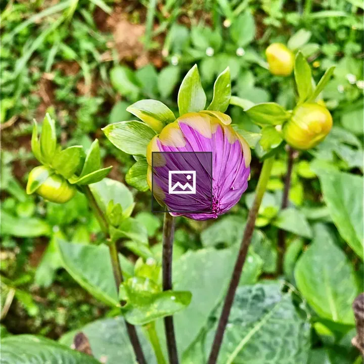 Dahlia flower buds