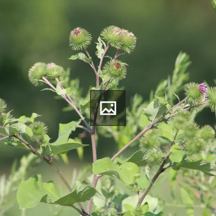 Plant with purple buds