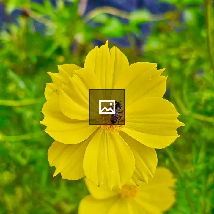 Yellow Garden Cosmos with Honey Bee