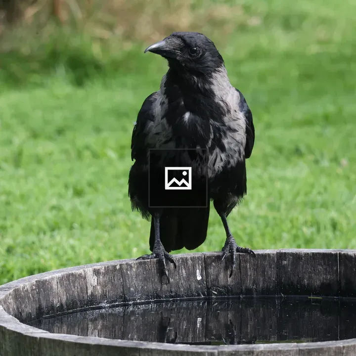 Hooded Crow on Barrel
