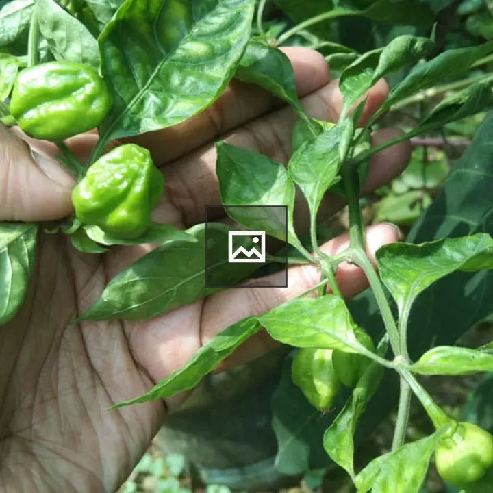 Bombay Chill Pepper Plant