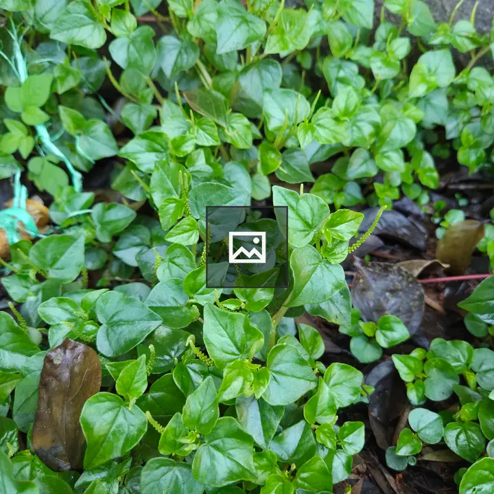 Groundcover with heart-shaped leaves