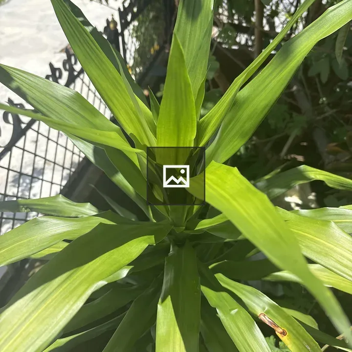 Close-up of green glossy plant leaves