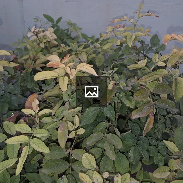 Rosebud Among Foliage
