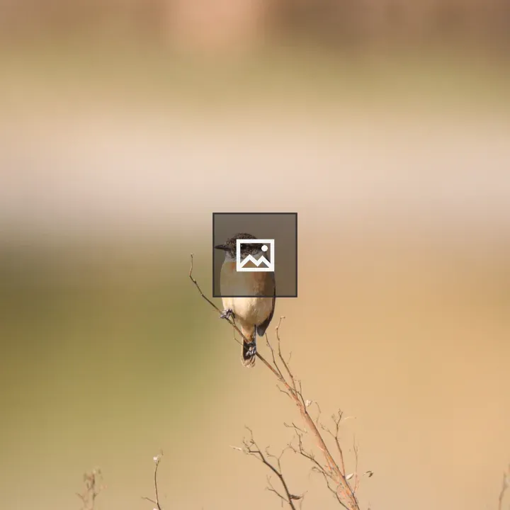 Female Siberian Stonechat on Twig