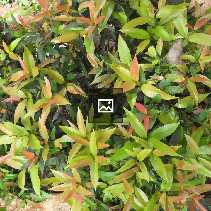 Dense shrub with turning leaves