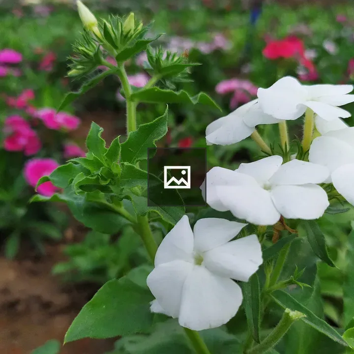 Close-up of white flowers and pink background