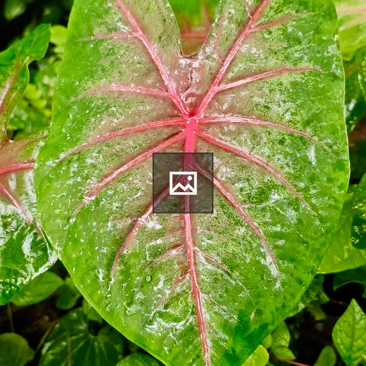 Caladium leaf Heart of Jesus