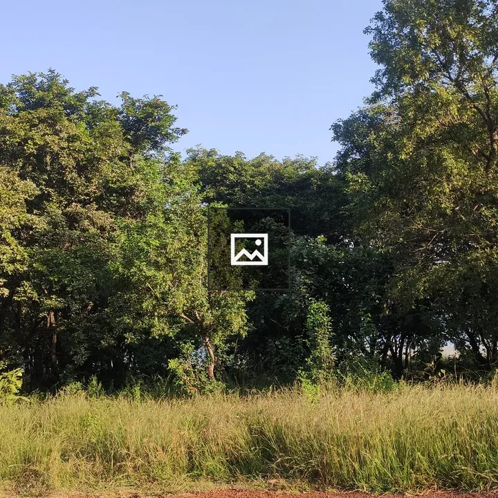 Tree-lined Road at Van Vihar Park