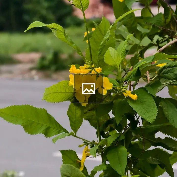 Yellow bell-shaped flowers cluster