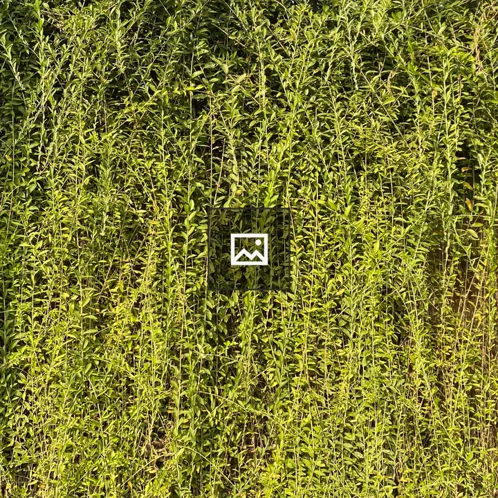 Dense green vines on wall