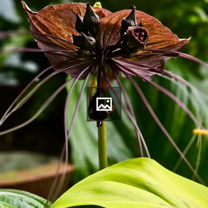 Black Bat Flower Bloom