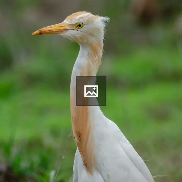 Cattle Egret Close-Up