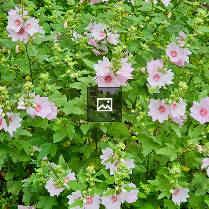 Lavatera Barnsley flower bush