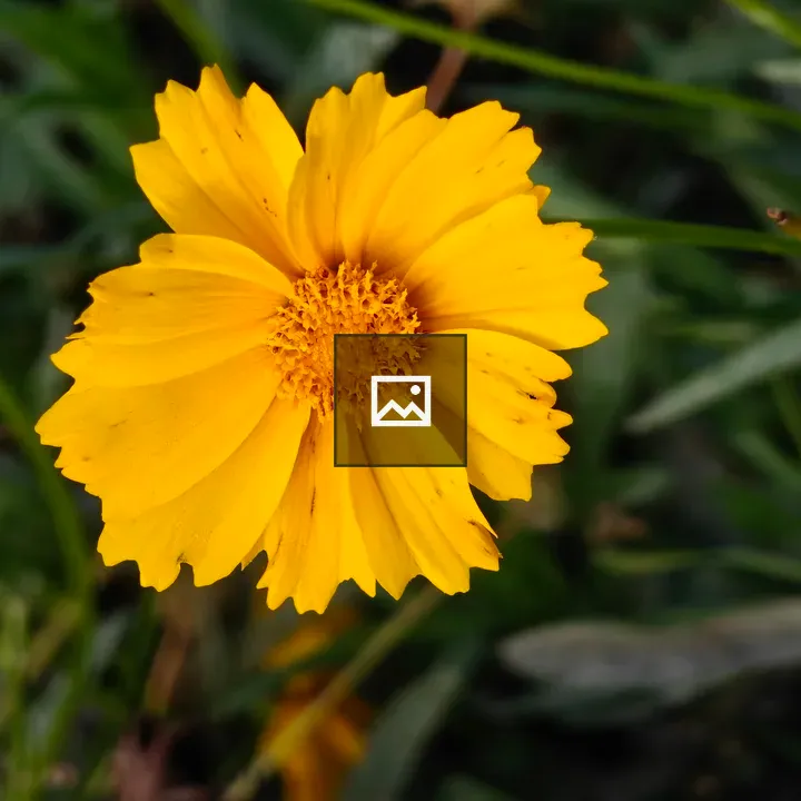 Coreopsis flower close-up