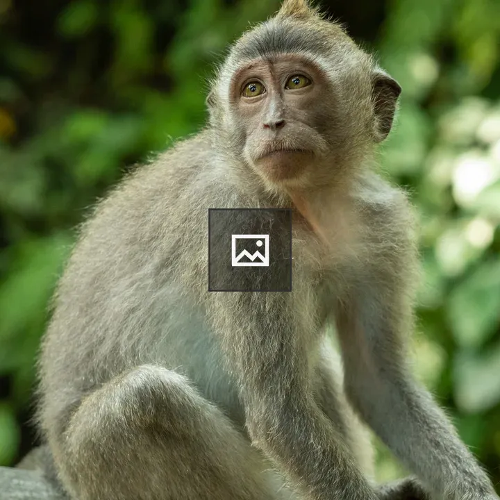 Balinese macaque on wooden fence
