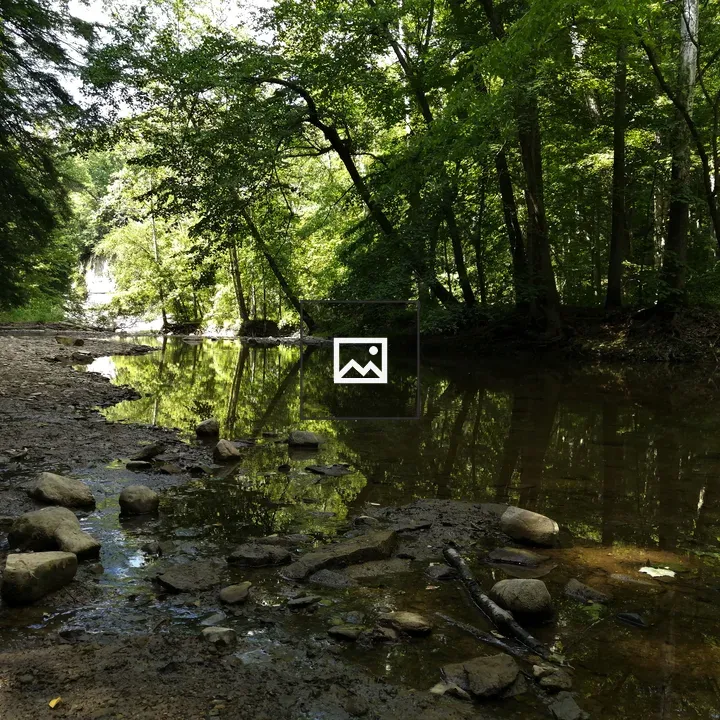 Forest stream