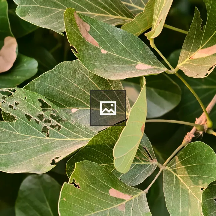 Leaves with insect damage