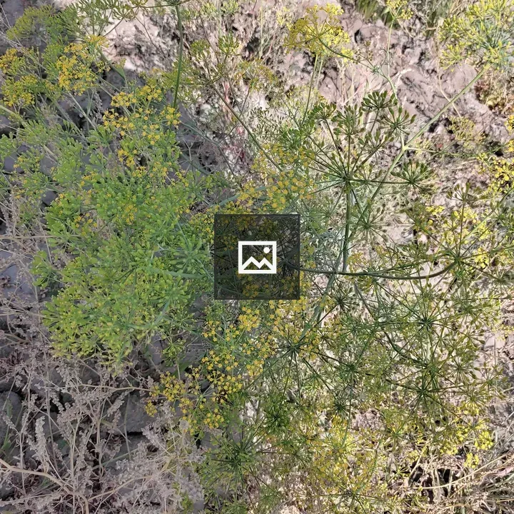 Nature Flower and Grass