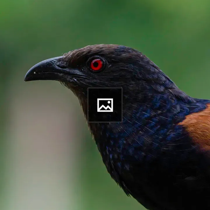 Greater coucal close-up