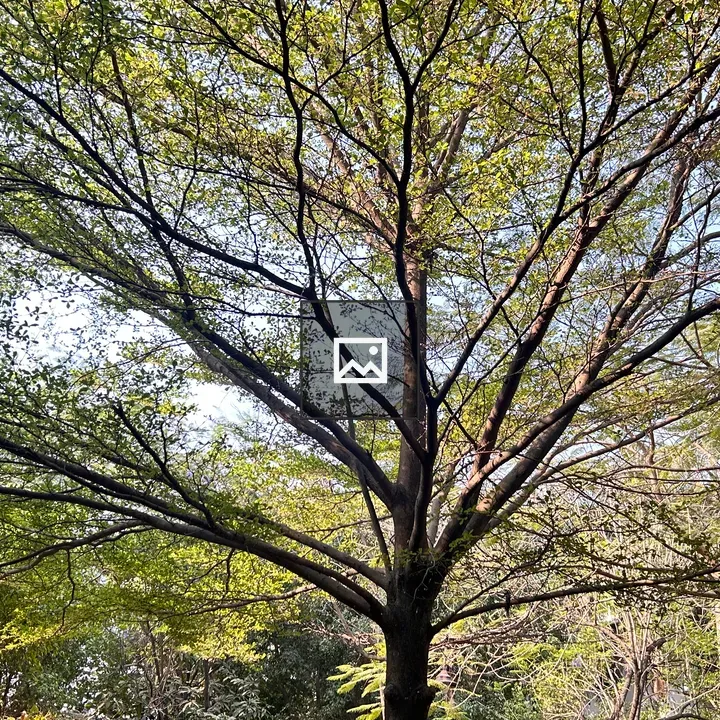 Tree with Spreading Canopy