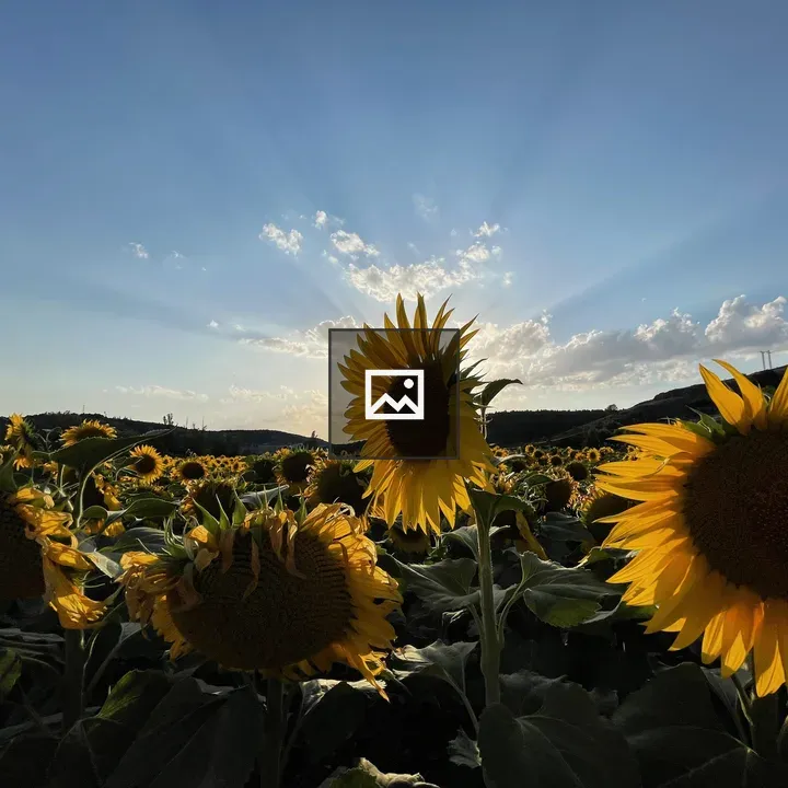 Sunflower in a Blue Sky Field