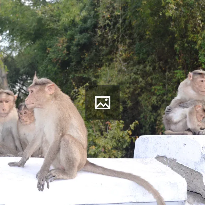 Bonnet macaques in Ooty