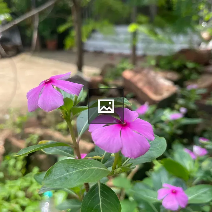 Close-up of pink periwinkle flowers