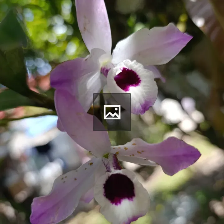 Two orchid flowers foregrounded