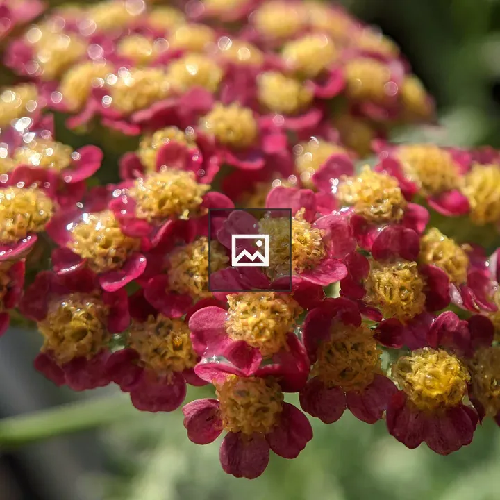 Water Puddled In Tiny Flowers