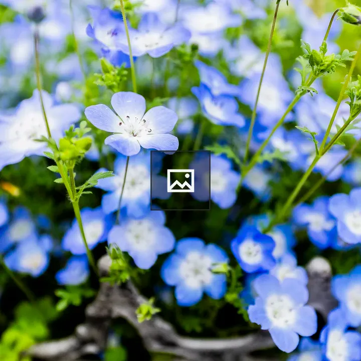 Blue Flowers Close-Up