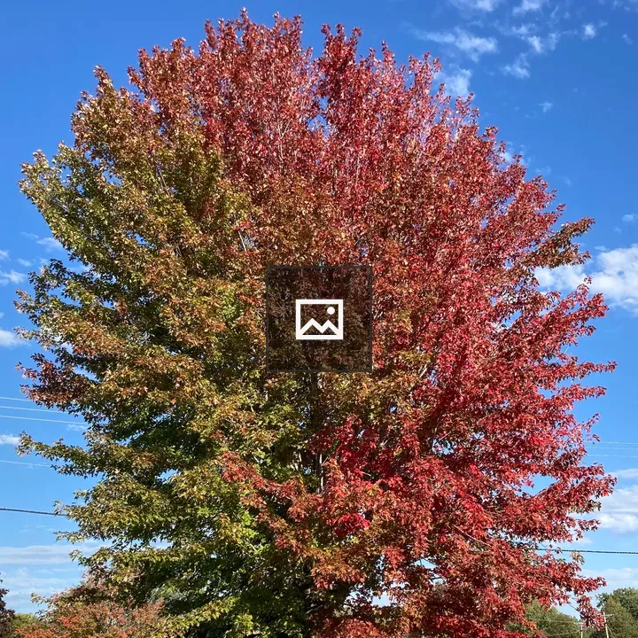 Tree with developing fall color
