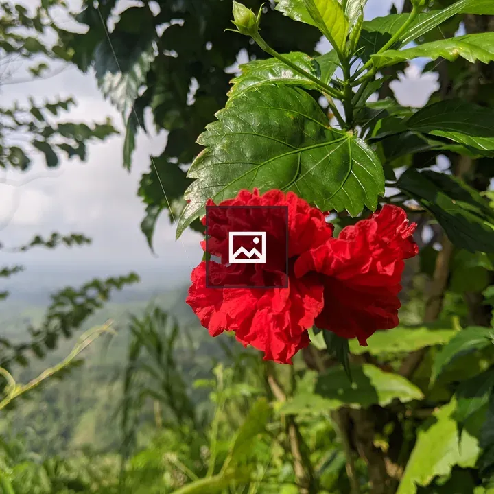 Red double hibiscus flower