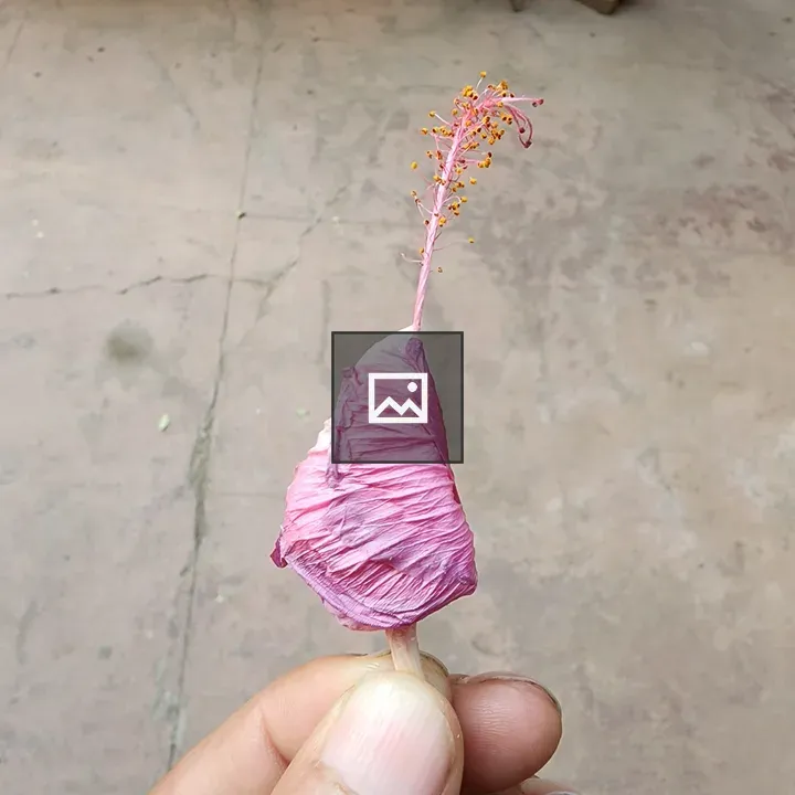 Drying hibiscus flower