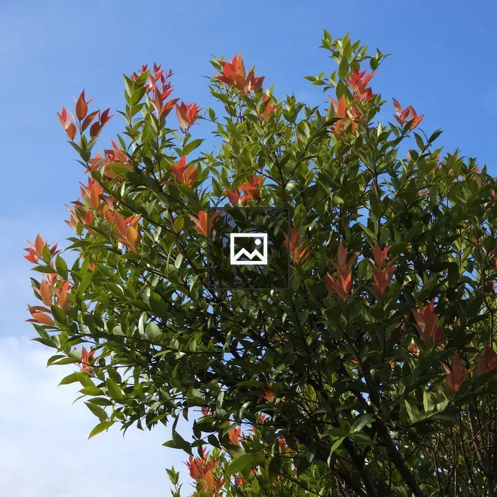 Leafy tree against sky