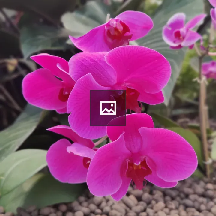 Pink Doritaenopsis Orchid