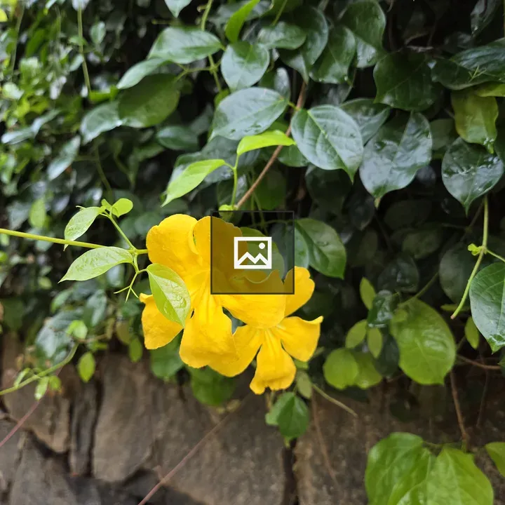 Close-up Yellow Flowers