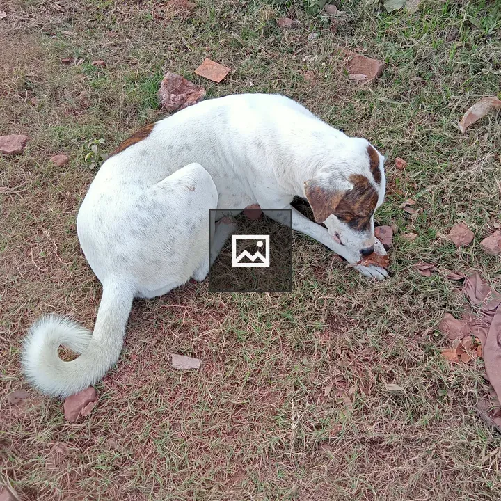 Sleepy dog in Kawtoli