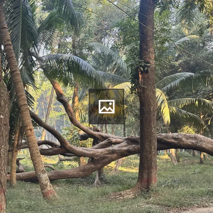 Palm Trees and Fallen Log