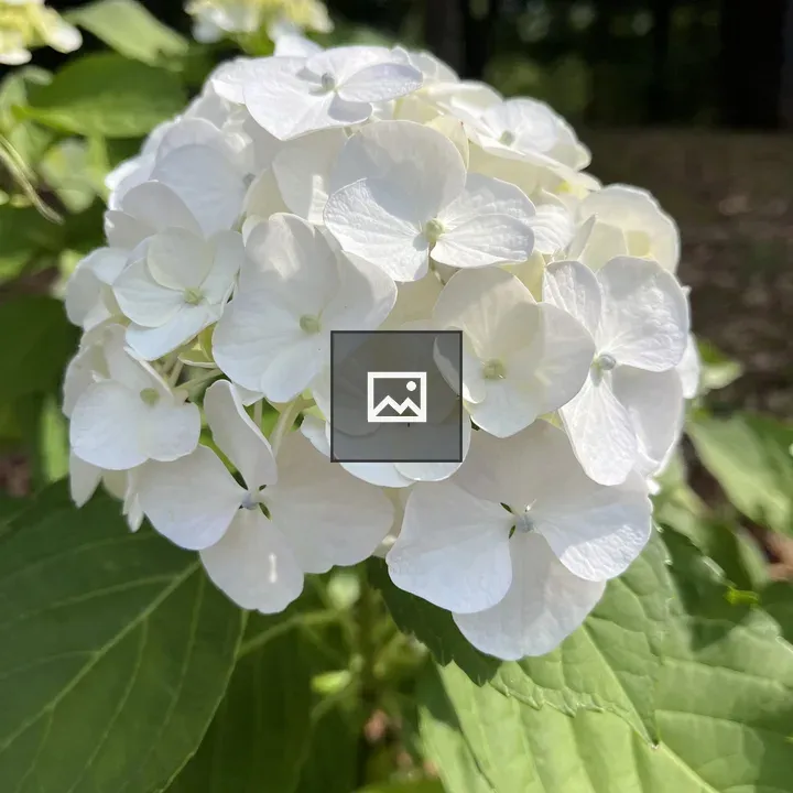 White Hydrangea Flower