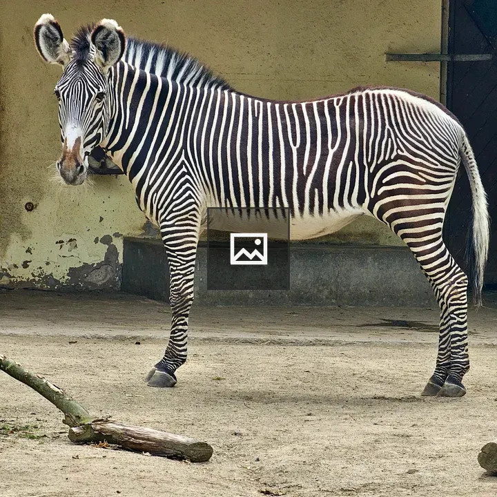 Grévy’s Zebra in Enclosure