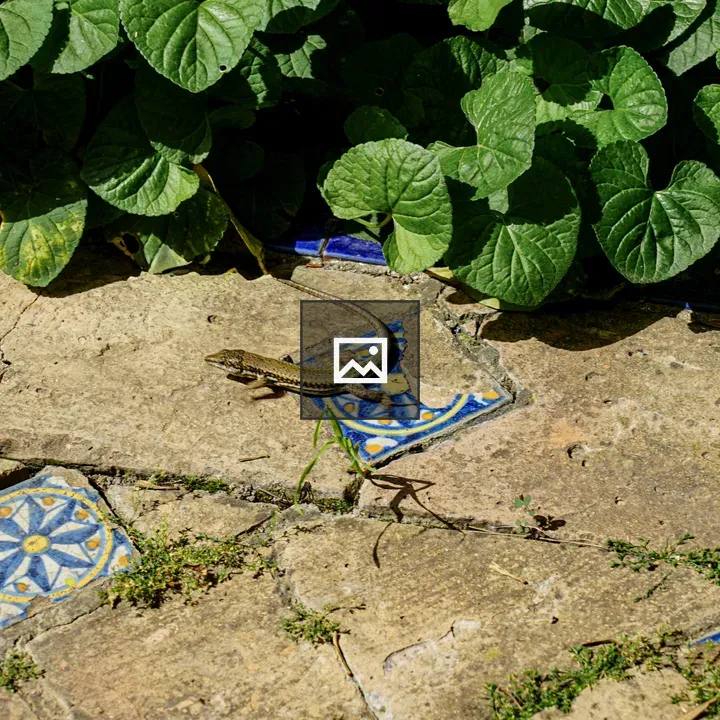 Lizard on stone path with tiles