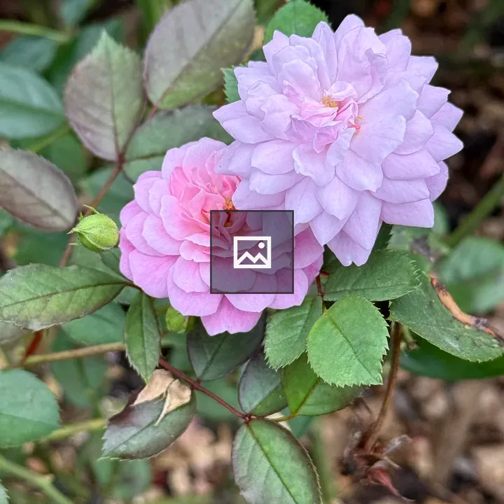 Two blooming roses in pastel pink and lavender