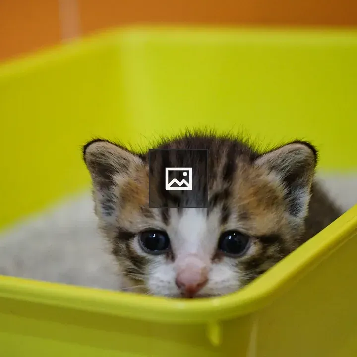 Tiny kitten in litter box