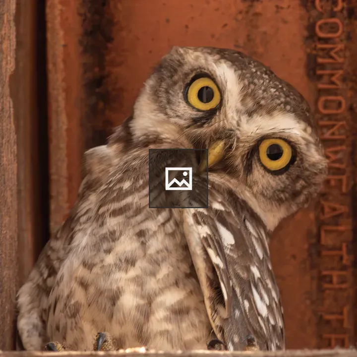 Spotted Owlet Perched Look